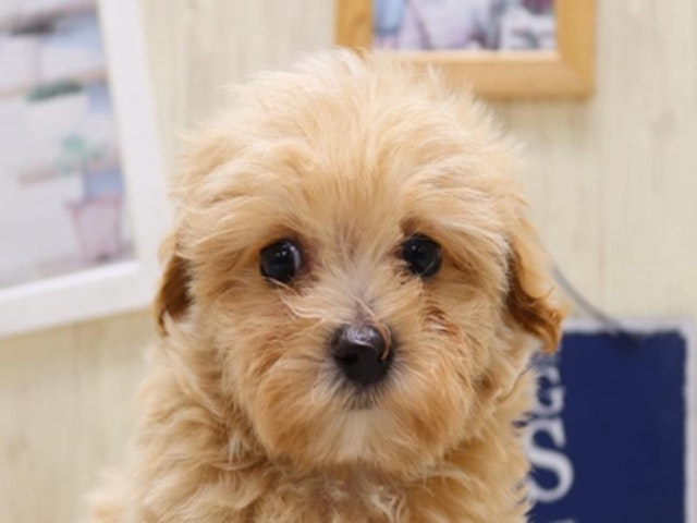 福岡県のハーフ犬・ミックス犬 (ペッツワン福岡新宮店/2024年8月9日生まれ/男の子/アプリコット)の子犬